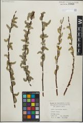 Foto von Salix lasiolepis Benth.